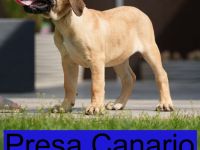 Top Presa Canario Welpen Deutsche Zucht, Papiere, EU-Pass, Chip, Eltern vor Ort!!