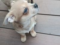 Chihuahua Welpen ( keine Minis )