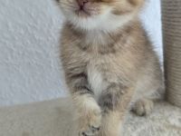 Bkh Kitten