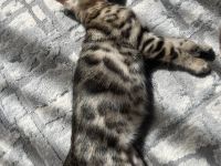 Wunderschönes Bengal Mädchen mit traumhaftem Rosettenmuster
