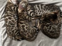 Wunderschöne Bengal Mädchen mit traumhaftem Rosettenmuster