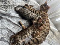 Wunderschöne Bengal Mädchen mit traumhaftem Rosettenmuster