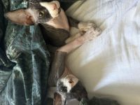 Zwei Sphynx Brüder suchen ein Zuhause