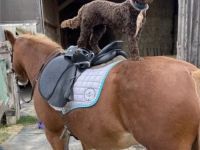 Lagotto Romagnolo