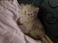 BKH Kitten vollständig geimpft