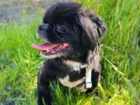 Pekinese Graf Alex