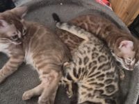 Außergewöhnliche Charcoal Bengal Kitten mit Champion Eltern (weiblich)