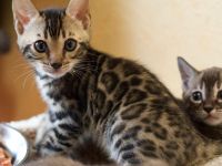 Bildhübsches braunes Bengal Mädchen mit Champion Papa