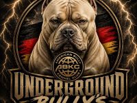American Pocket Bully