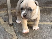 American Pocket Bully