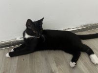 ! Junior Herzensbrecher suchen ein liebevolles Zuhause!