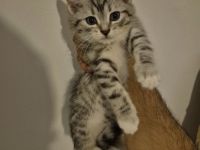 !Vier kleine Herzensbrecher suchen ein liebevolles Zuhause!