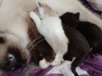 Ragdoll/BLH Mix