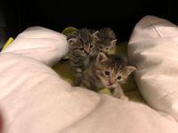 Kitten abzugeben