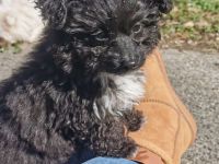 Bolonka-Pudel (Doodle, Bollipoo) Welpen.