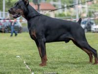 Dobermann Rüde IGP1 BH CAC Best Male schwarz/rost