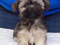 Lhasa Apso Welpen aus langjähriger VDH-Hobbyzucht