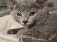 Russischblau reinrassige Kitten