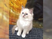 Wunderschöne Ragdoll-Katze