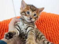 Exklusive Toyger Kätzchen Kitten abzugeben mit Stammbaum