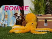 Gesunde, Reinrassige & Super Süße Englische Bulldogge Welpen