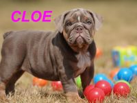 Gesunde, Reinrassige & Super Süße Englische Bulldogge Welpen