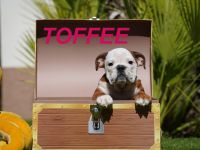 Gesunde, Reinrassige & Super Süße Englische Bulldogge Welpen