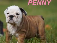 Gesunde, Reinrassige & Super Süße Englische Bulldogge Welpen