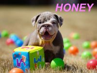 Gesunde, Reinrassige & Super Süße Englische Bulldogge Welpen
