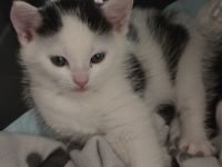 Katze Kitten Weiß Schwarz