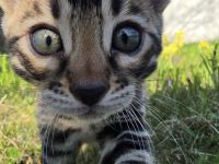 Wunderschöne Bengal Kitten mit tollen Rosetten