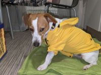 Deckrüde Jack Russell Terrier mit Ahnentafel (Kein Verkauf!)