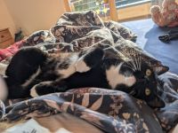 Suchen 1-2 schwarz-weiße männliche Kitten für 2 jährigen Kater