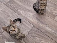 Wunderschöne Bengal-Siam Mix
