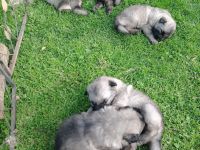 Wolfsspitz Welpen