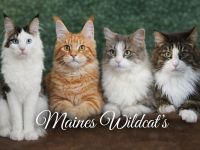 Maines Wildcat