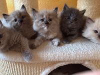 Ragdollkitten