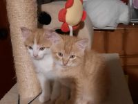 Kitten in liebevolle Hände abzugeben