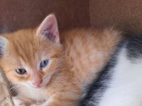 Kitten in liebevolle Hände abzugeben