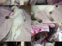 Zuckersüße BKH Kitten Mädels(kinderlieb & top sozialisiert) Einzeln oder zum Geschwisterpreis :)
