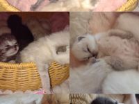 Bärchen suchen ein liebevolles Zuhause BKH-Kitten zum Kuscheln
