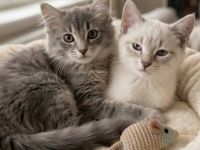 Mädchen Duo sucht gemeinsames zuhause