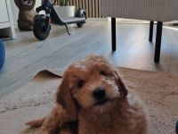 Wunderschönes Goldendoodle Mädchen
