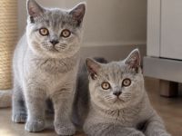 2 BKH Kitten suchen ein neues Zuhause (M) 🩵