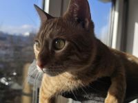 Junger Kater Pumpkin wartet auf seine neue Familie!
