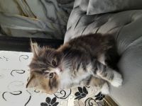 Britisch Kurzhaar MIX Baby Katze zu verkaufen