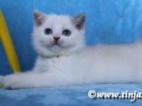 Britisch Kurzhaar Katzenbabys abzugeben