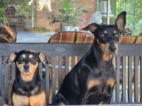WURFANKÜNDIGUNG Deutsche Pinscher Welpen