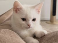 Süße BKH Kitten