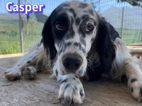 Casper, 03/24 - sensibler Setter sucht Familie